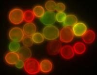 Yeast Cells with Markers