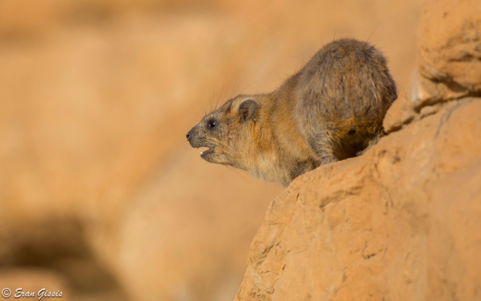 Male Rock Hyrax Vocalisation