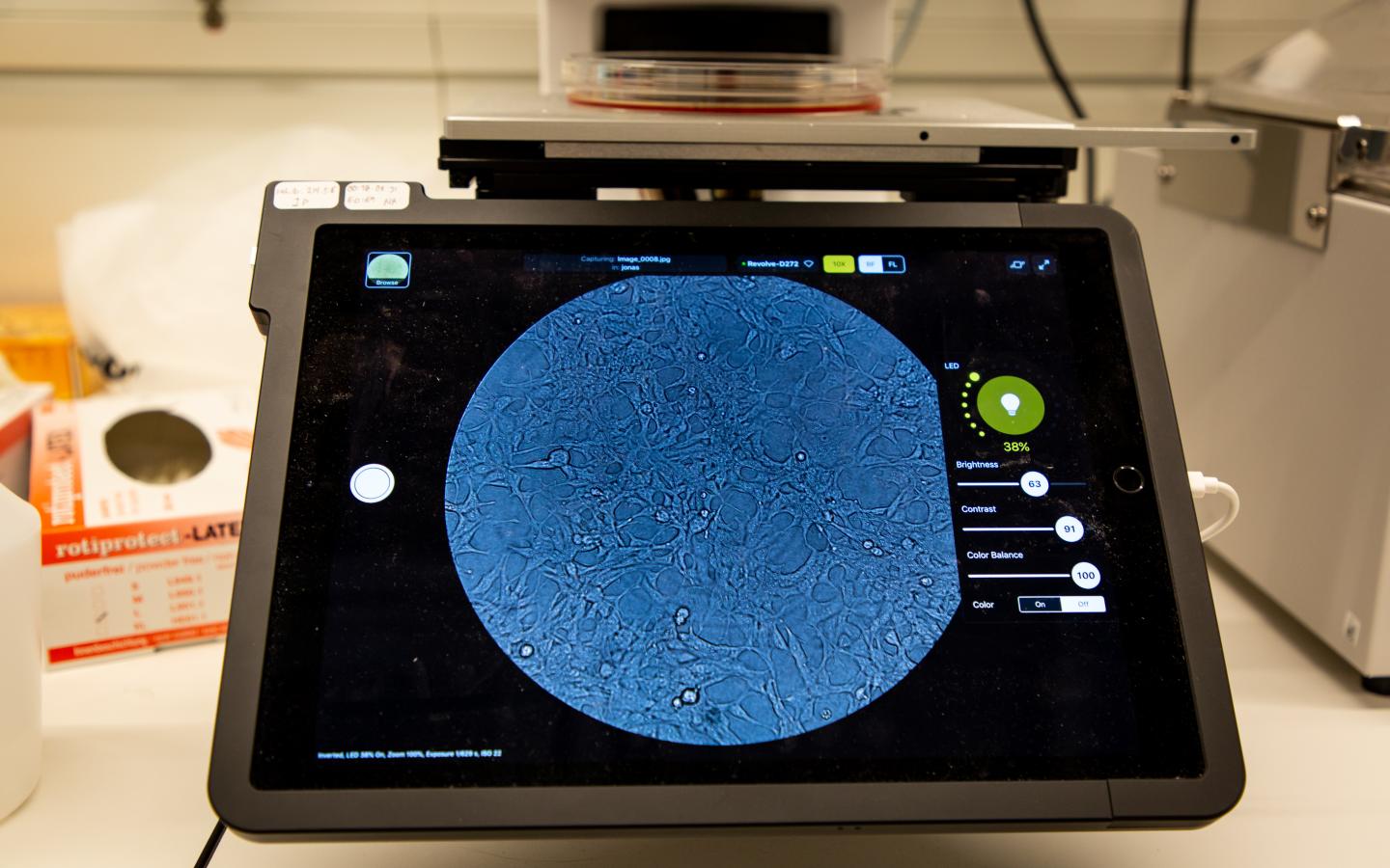 Non-Infected  HEK-293-Cells under the Microscope