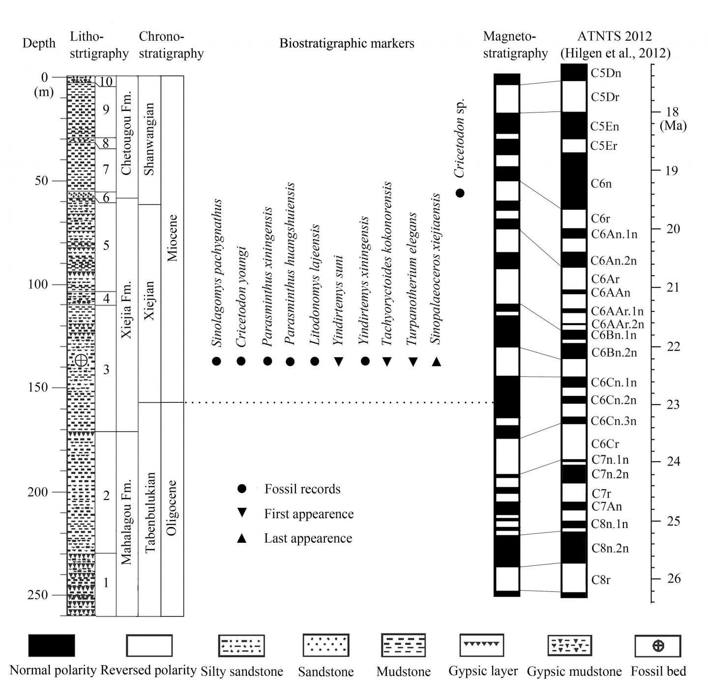 Comprehensive Column Section