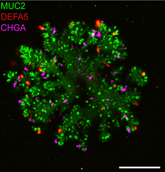 Improved small intestinal organoid with Paneth cells in red