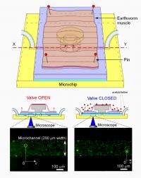 Earthworm Muscle Drives On-Chip Valve