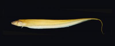 New Electric Knifefish Species Discovered