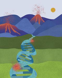 Genome topography influences where cancer mutations thrive