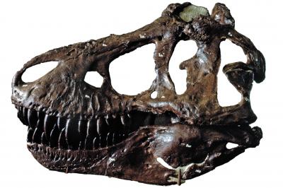 Adult <i>Tyrannosaurus</i>