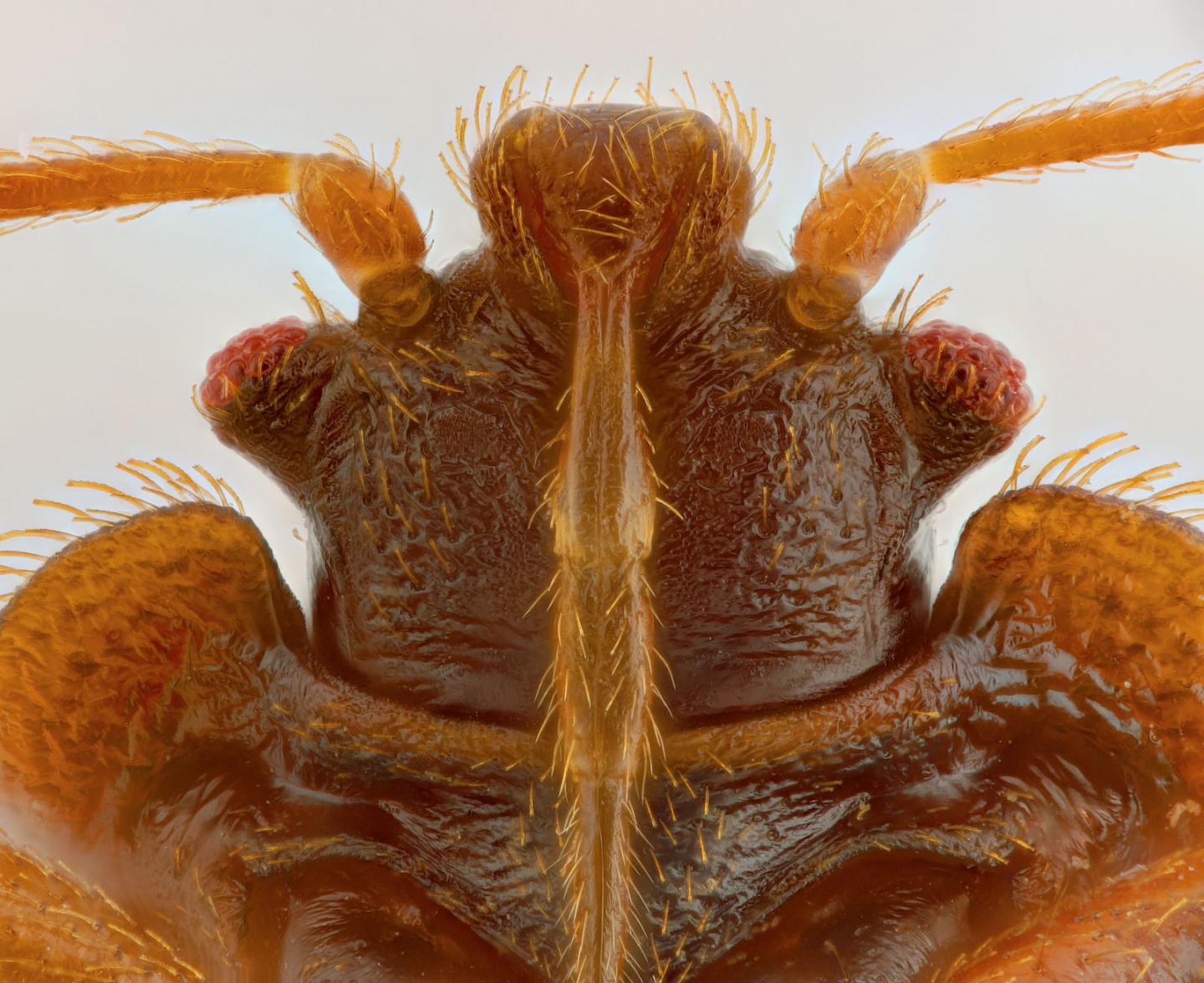 This Is An Image of a Bed Bug