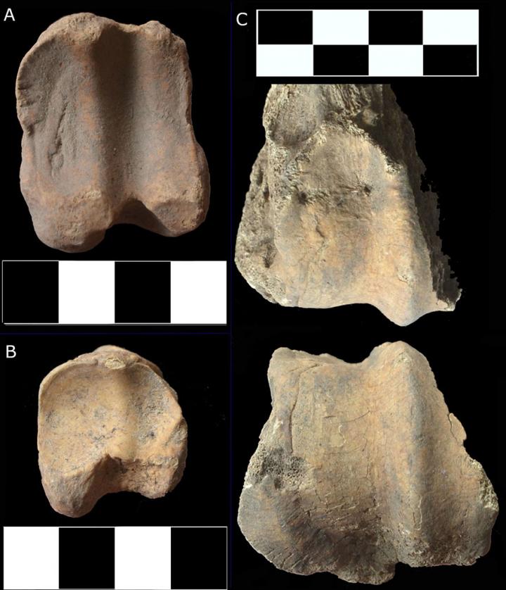 Examples of Cattle Foot Bones Indicating the Animals Had Been Used for Traction Purposes at Harlaa