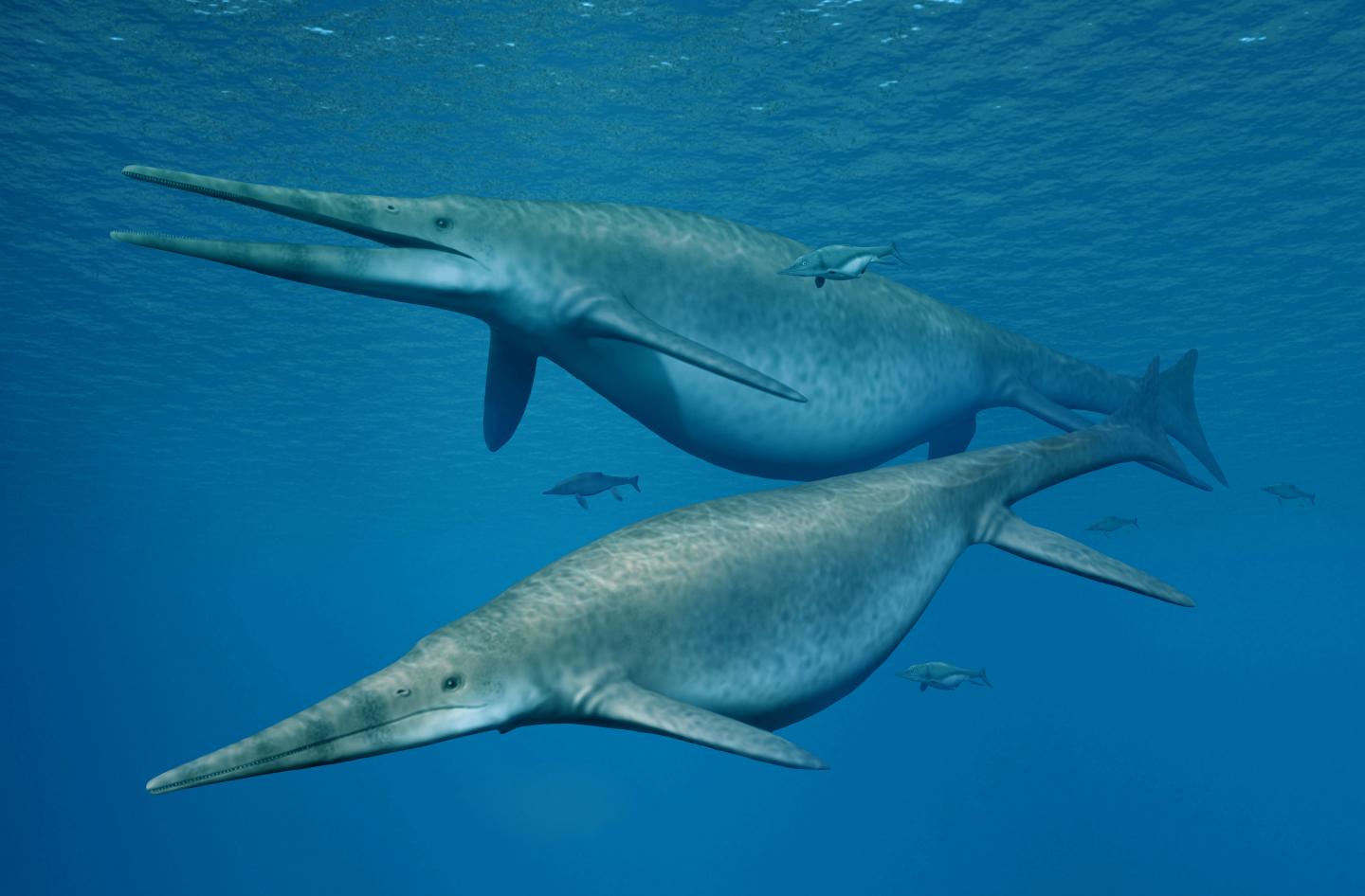 <em>Shonisaurus</em> -- the Giant Ichthyosaur