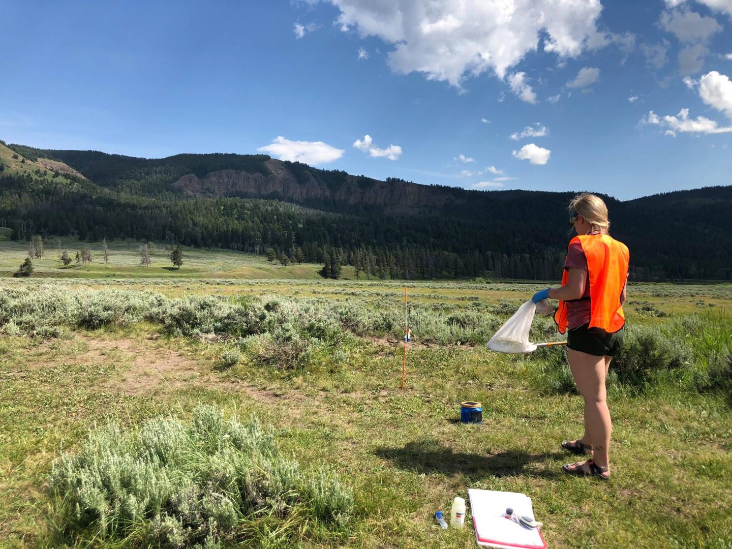 Biologist Charity Owings collects blow flies at Yellowstone National Park