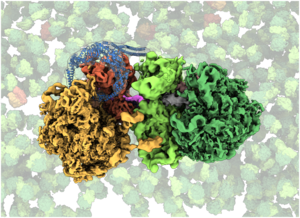 Ribosome collision