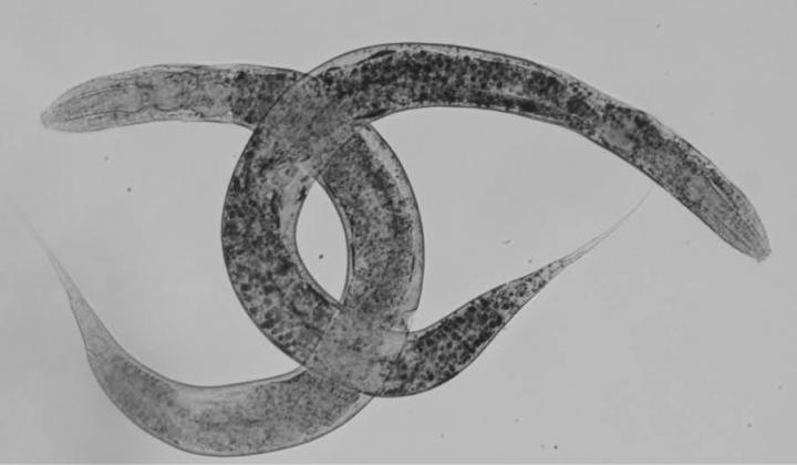 C. elegans