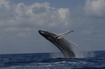 How Many Humpbacks Existed in the North Atlantic? (3 of 3)