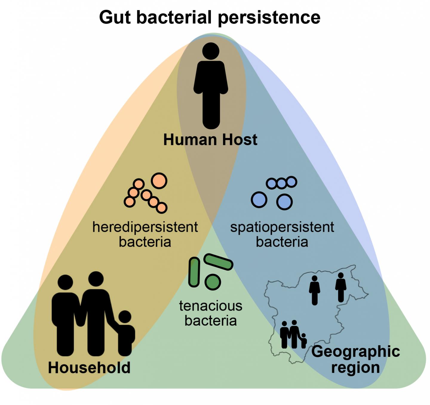 Persistence Pays off in the Human Gut Microbiome