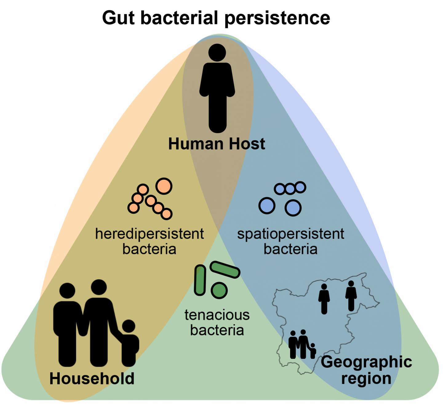 human gut microbiota