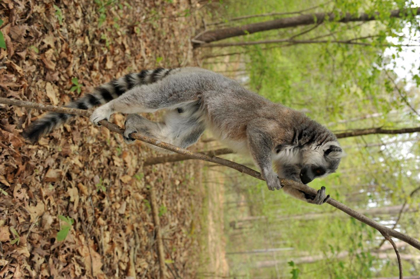 A Ring-Tailed Lemur Checks out the Scents Left behind by Other Lemurs