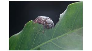 For this beetle, 'date night' comes every oth - Vimarsana News