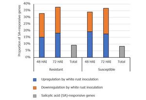 Figure 4 Proportion of salicylic acid (SA)-responsive genes whose expression was up or downregulated by white rust inoculation.