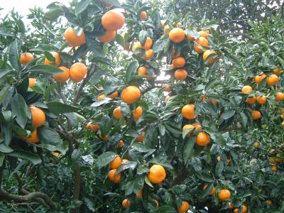 Mandarin Oranges: A Healthful Harvest