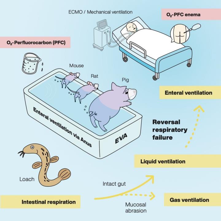 Fig 1. Schematic diagram of EVA method