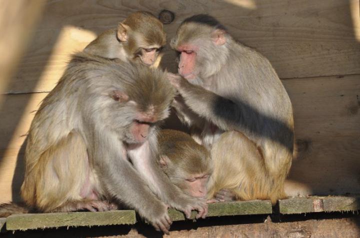 Rhesus Monkeys
