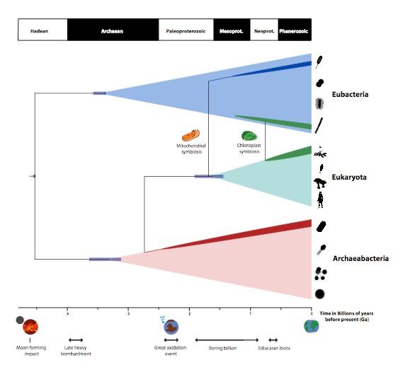 A Timescale for the Evolution of Life on Planet Earth
