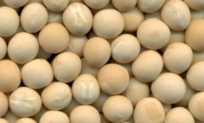 A New Variety of Pea, CDC Saffron