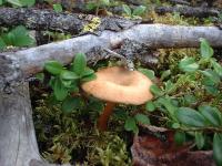 Single Mushroom