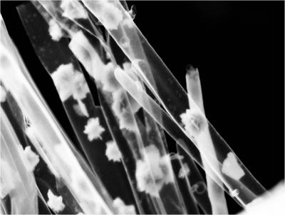 New Hybrid Nanostructure (1 of 2)