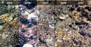 Coral bleaching in Maui