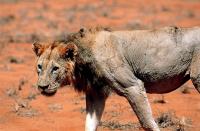 Old Battle-scarred Tsavo Lion