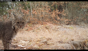 Bobcat in camera-trap photo