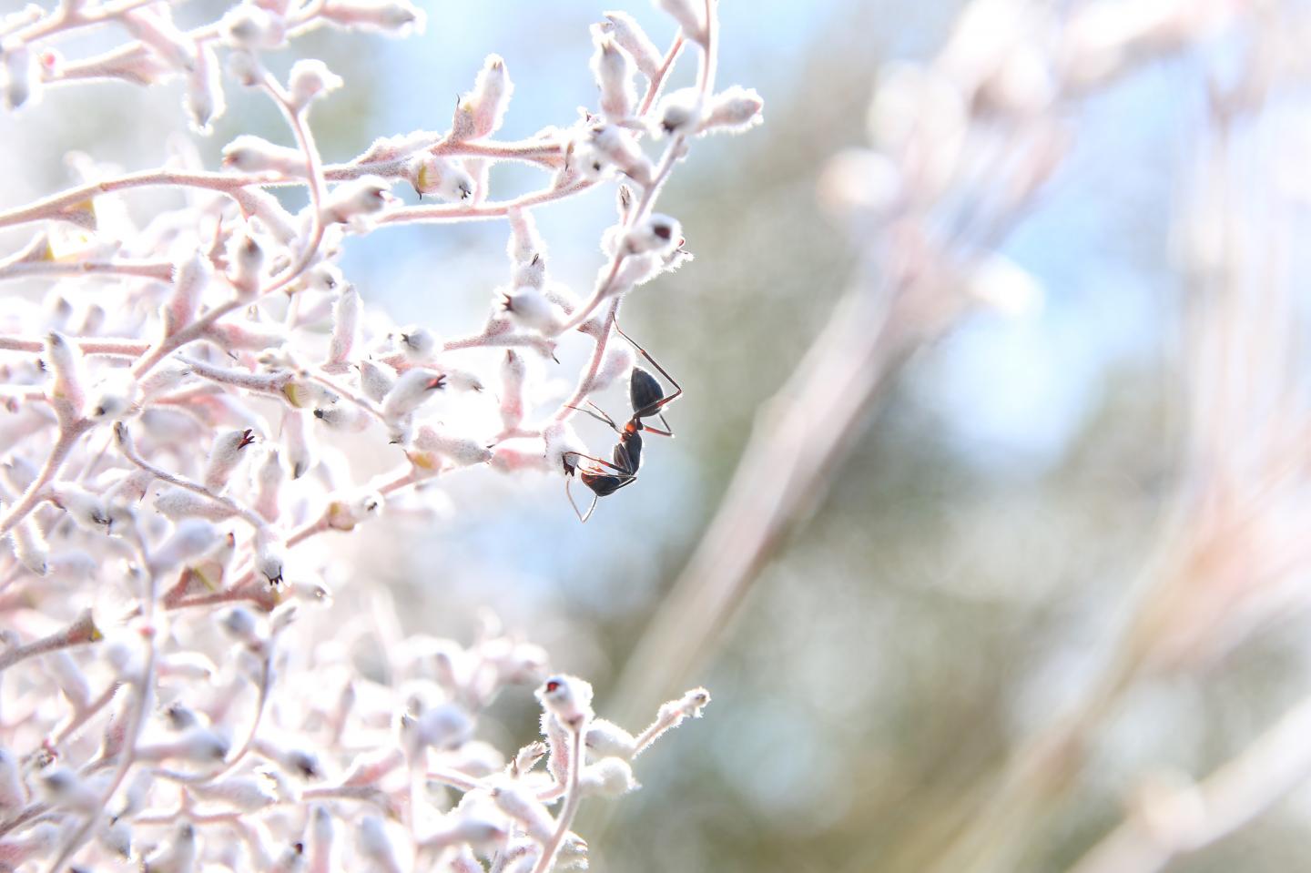 Ant on Conospermum plant