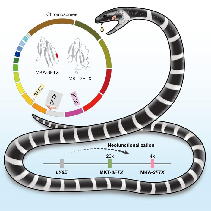 Bungarus multicinctus