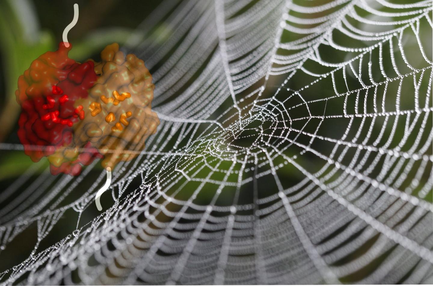 Spider's Web