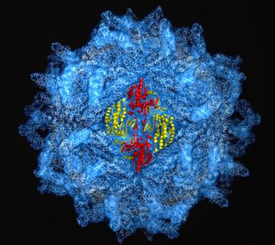 Spherical Capsid