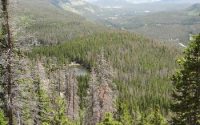 Gray Trees Killed by Bark Beetles