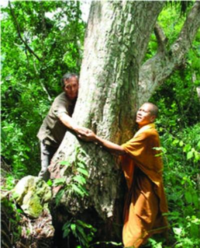 <i>Dracaena kaweesakii</i> (3 of 3)