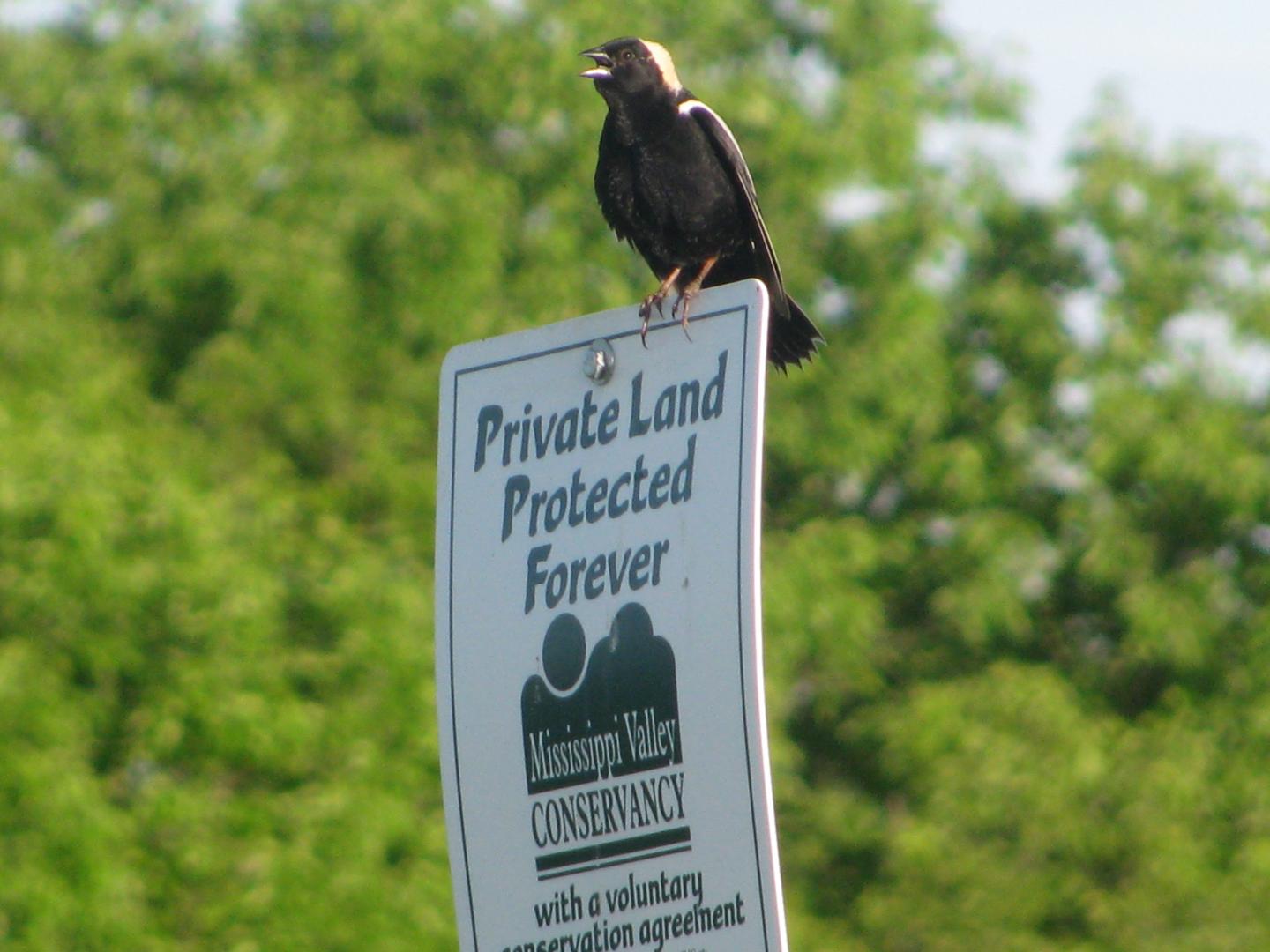 Bobolink