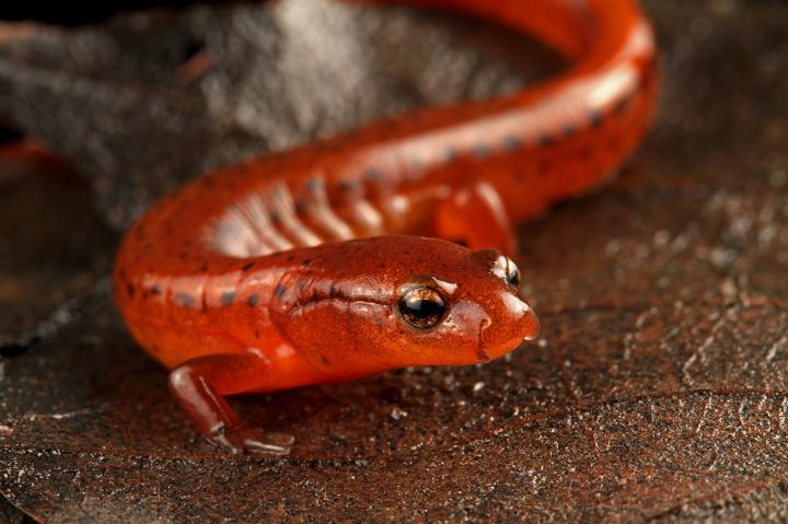 Carolina Sandhills salamander