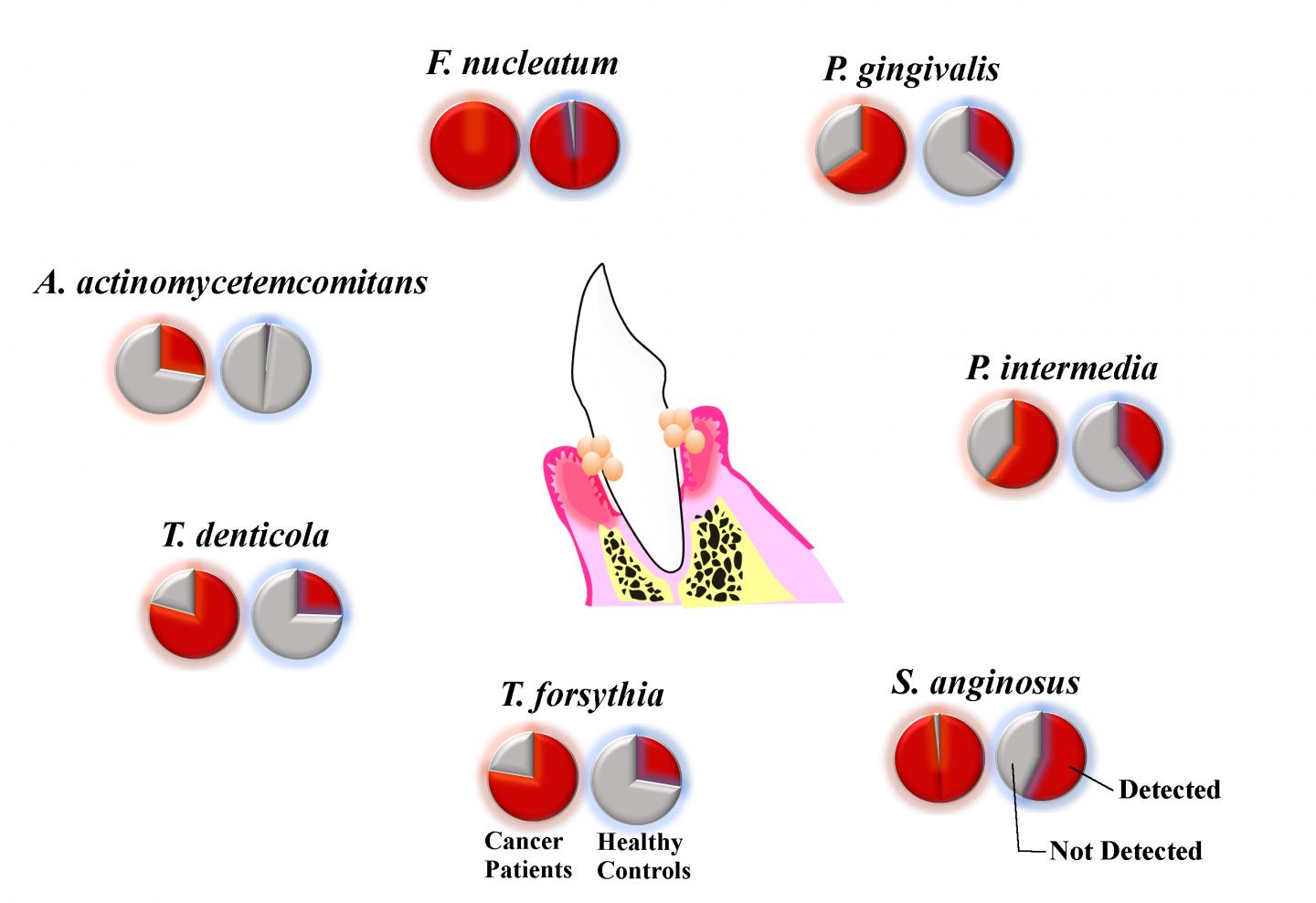 The Prevalence of Oral Bacteria in Dental Plaque