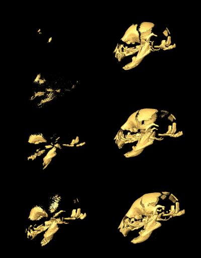 Skull Development