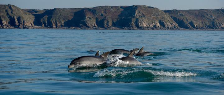 The bottlenose dolphin is a coastal species facing various anthropogenic threats