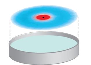 Fig 3: Fluorescence Microscopy of Bacterial Populations