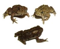 Deformed American toads