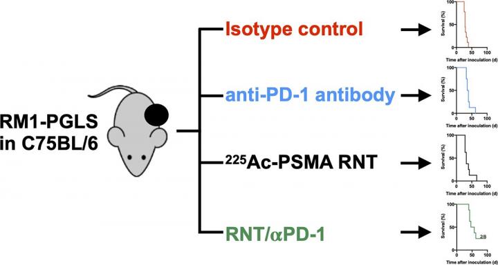 Radionuclide Therapy and Immune Checkpoint Blockade