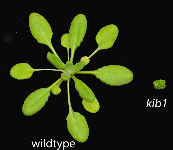 KIB1-Lacking Mutant Plant Does Not Grow Normally