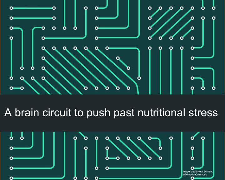 A Brain Circuit to Push past Nutritional Stress