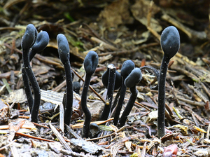 Earth tongues