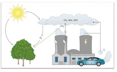 Processes Involving Vegetation Uptake of Ozone
