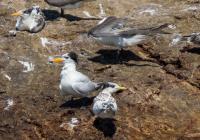 Chinese Crested Tern with Chick